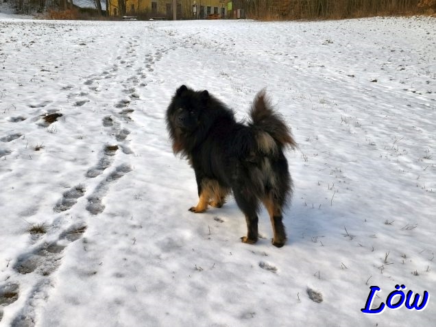 17.2.2026 - Mehr Harsch als Schnee
